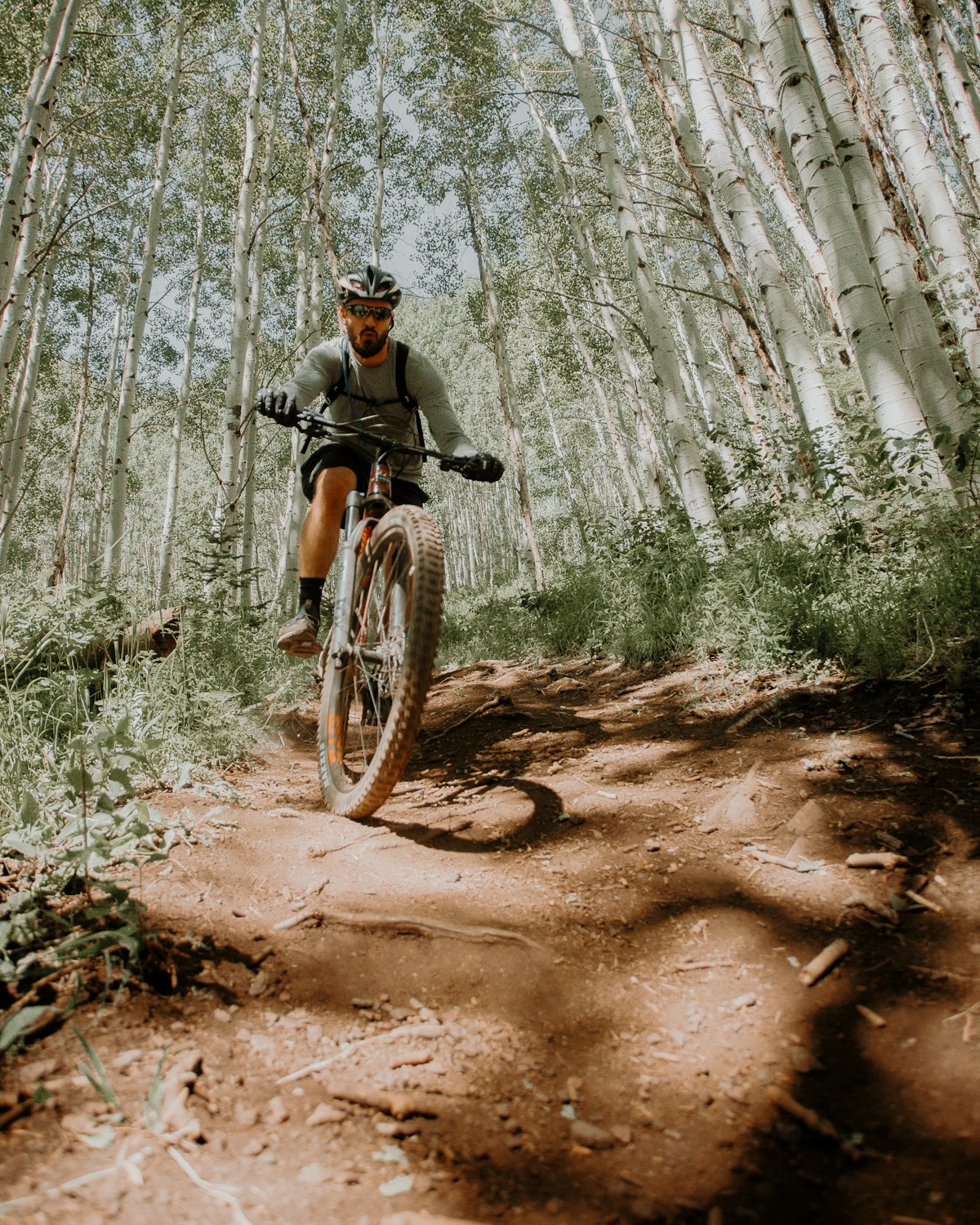 Mountain bike trail through forest